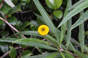 North Queensland Plants Asteraceae